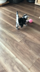 今村美由紀ブリーダーからお迎えしたアメリカンショートヘア：ruruくん