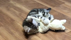 今村美由紀ブリーダーからお迎えしたアメリカンショートヘア：ruruくん