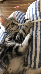 今村美由紀ブリーダーからお迎えしたアメリカンショートヘア：ruruくん