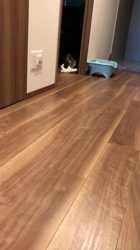 今村美由紀ブリーダーからお迎えしたアメリカンショートヘア：ruruくん