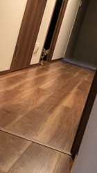 今村美由紀ブリーダーからお迎えしたアメリカンショートヘア：ruruくん