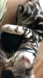 今村美由紀ブリーダーからお迎えしたアメリカンショートヘア：ruruくん