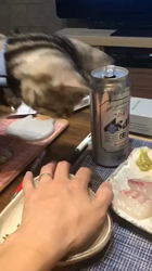 今村美由紀ブリーダーからお迎えしたアメリカンショートヘア：ruruくん