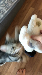 今村美由紀ブリーダーからお迎えしたアメリカンショートヘア：ruruくん