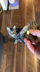 今村美由紀ブリーダーからお迎えしたアメリカンショートヘア：ruruくん