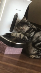 今村美由紀ブリーダーからお迎えしたアメリカンショートヘア：ruruくん