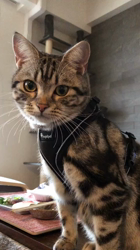 今村美由紀ブリーダーからお迎えしたアメリカンショートヘア：ruruくん