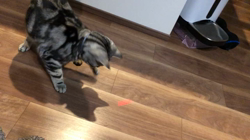 今村美由紀ブリーダーからお迎えしたアメリカンショートヘア：ruruくん