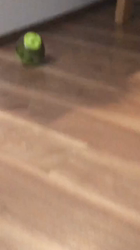 今村美由紀ブリーダーからお迎えしたアメリカンショートヘア：ruruくん