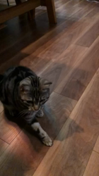 今村美由紀ブリーダーからお迎えしたアメリカンショートヘア：ruruくん