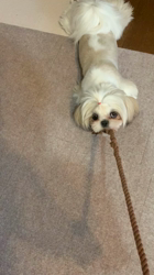 柏崎陽子ブリーダーからお迎えしたシーズー：りんごちゃん