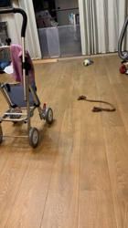 柏崎陽子ブリーダーからお迎えしたシーズー：りんごちゃん