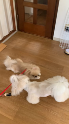 柏崎陽子ブリーダーからお迎えしたシーズー：りんごちゃん