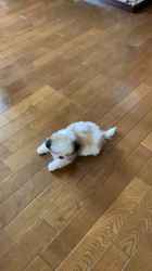 柏崎陽子ブリーダーからお迎えしたシーズー：りんごちゃん