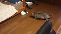 夏山静代ブリーダーからお迎えしたノルウェージャンフォレストキャット：レイくん