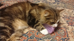 夏山静代ブリーダーからお迎えしたノルウェージャンフォレストキャット：レイくん