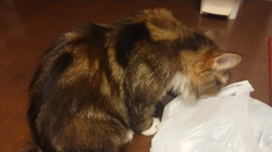 夏山静代ブリーダーからお迎えしたノルウェージャンフォレストキャット：レイくん