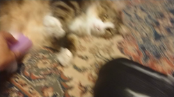 夏山静代ブリーダーからお迎えしたノルウェージャンフォレストキャット：レイくん