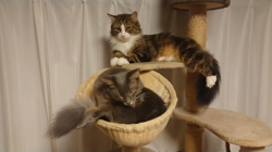 夏山静代ブリーダーからお迎えしたノルウェージャンフォレストキャット：レイくん