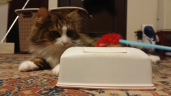 夏山静代ブリーダーからお迎えしたノルウェージャンフォレストキャット：レイくん