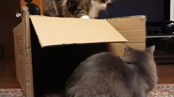 夏山静代ブリーダーからお迎えしたノルウェージャンフォレストキャット：レイくん