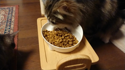 夏山静代ブリーダーからお迎えしたノルウェージャンフォレストキャット：レイくん