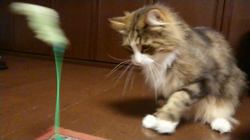 夏山静代ブリーダーからお迎えしたノルウェージャンフォレストキャット：レイくん