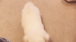 中村司ブリーダーからお迎えしたビションフリーゼ：もち♡くん