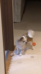 濱口美穂ブリーダーからお迎えしたチワワ(ロング)：小太郎くん