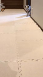 濱口美穂ブリーダーからお迎えしたチワワ(ロング)：小太郎くん