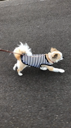 濱口美穂ブリーダーからお迎えしたチワワ(ロング)：小太郎くん