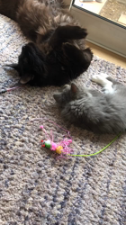 阪根美果ブリーダーからお迎えしたメインクーン：ギネスくん