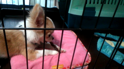 松田園子ブリーダーからお迎えしたチワワ(ロング)：ヒカルくん