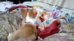 松田園子ブリーダーからお迎えしたチワワ(ロング)：ヒカルくん