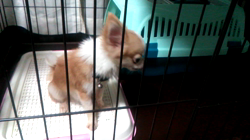 松田園子ブリーダーからお迎えしたチワワ(ロング)：ヒカルくん