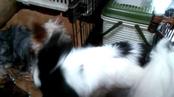 松田園子ブリーダーからお迎えしたチワワ(ロング)：ヒカルくん