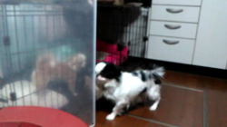 松田園子ブリーダーからお迎えしたチワワ(ロング)：ヒカルくん