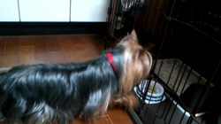 松田園子ブリーダーからお迎えしたチワワ(ロング)：ヒカルくん