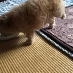 木暮明子ブリーダーからお迎えしたチワワ×プードル：福丸くん