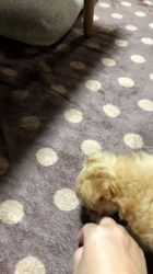 木暮明子ブリーダーからお迎えしたチワワ×プードル：福丸くん