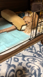 木暮明子ブリーダーからお迎えしたチワワ×プードル：福丸くん