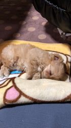 木暮明子ブリーダーからお迎えしたチワワ×プードル：福丸くん