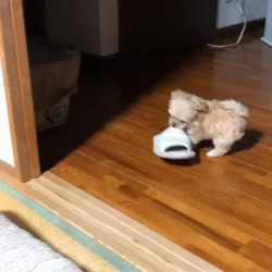 木暮明子ブリーダーからお迎えしたチワワ×プードル：福丸くん