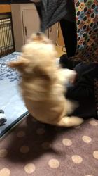 木暮明子ブリーダーからお迎えしたチワワ×プードル：福丸くん