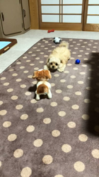 木暮明子ブリーダーからお迎えしたチワワ×プードル：福丸くん