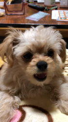 木暮明子ブリーダーからお迎えしたチワワ×プードル：福丸くん