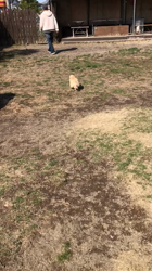 木暮明子ブリーダーからお迎えしたチワワ×プードル：福丸くん