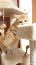 纐纈茂幸ブリーダーからお迎えしたマンチカン：お嬢ちゃん