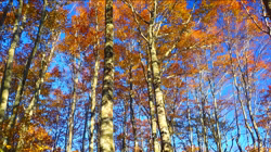 近藤幸子ブリーダーからお迎えした柴犬：モモちゃん