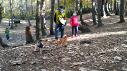 近藤幸子ブリーダーからお迎えした柴犬：モモちゃん